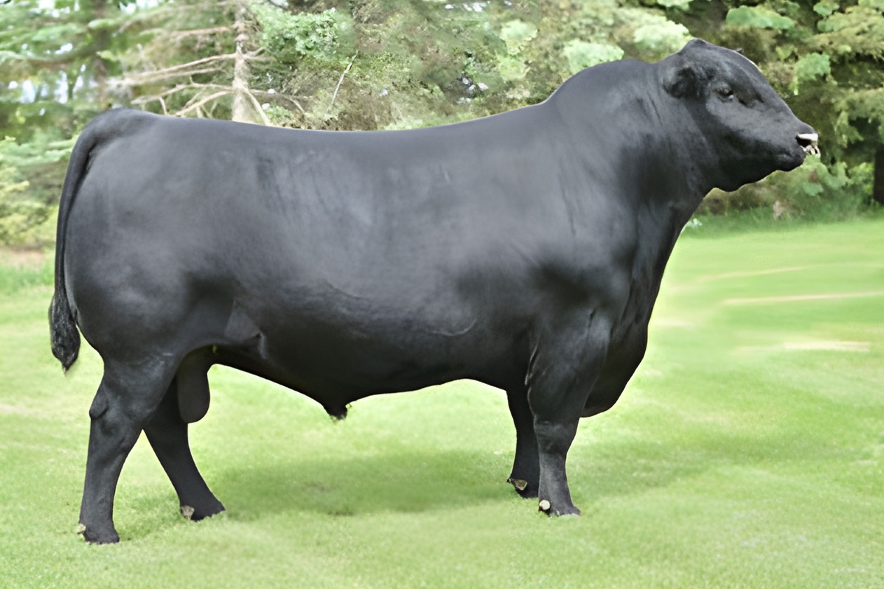 sire6